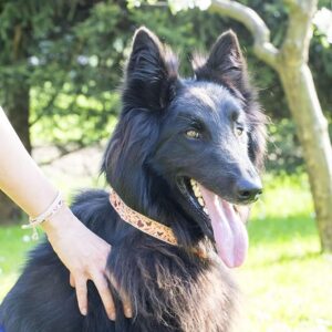 Pettsie Owner-Dog Matching Friendship Bracelet