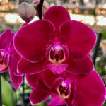 10 Low-Maintenance Indoor Plants Every Home Should Own