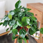 Philodendron Heart Leaf